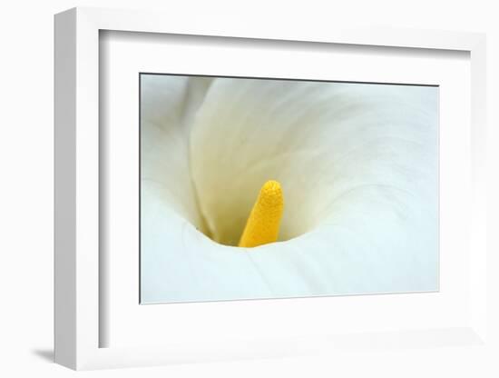 Lovely Close-Up of a Calla Lily-nagib-Framed Photographic Print