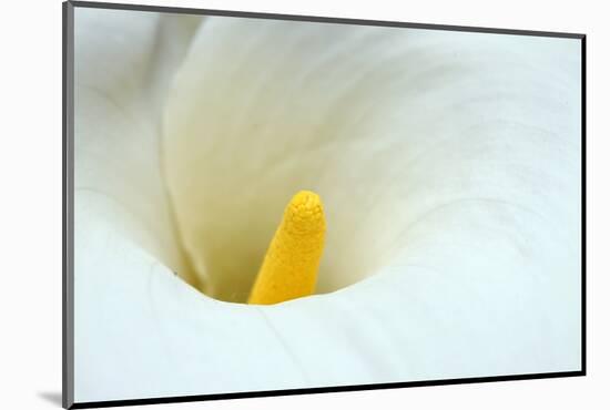 Lovely Close-Up of a Calla Lily-nagib-Mounted Photographic Print