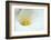 Lovely Close-Up of a Calla Lily-nagib-Framed Photographic Print