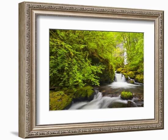 Lovely Elowah Falls on Mccord Creek in the Spring, in the Columbia Gorge, Oregon, USA-Gary Luhm-Framed Photographic Print