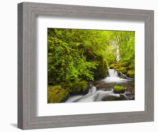 Lovely Elowah Falls on Mccord Creek in the Spring, in the Columbia Gorge, Oregon, USA-Gary Luhm-Framed Photographic Print