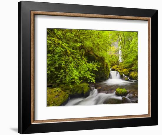 Lovely Elowah Falls on Mccord Creek in the Spring, in the Columbia Gorge, Oregon, USA-Gary Luhm-Framed Photographic Print