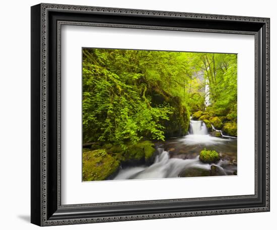 Lovely Elowah Falls on Mccord Creek in the Spring, in the Columbia Gorge, Oregon, USA-Gary Luhm-Framed Photographic Print