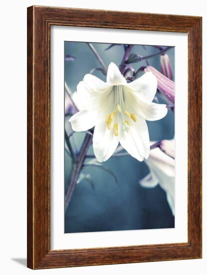 Lovely Lily - Bloom-Ella Lancaster-Framed Giclee Print