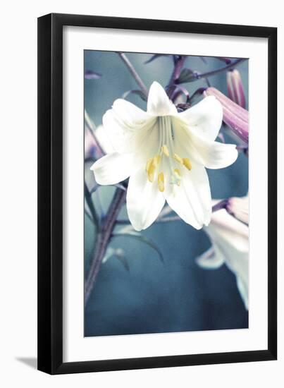 Lovely Lily - Bloom-Ella Lancaster-Framed Giclee Print