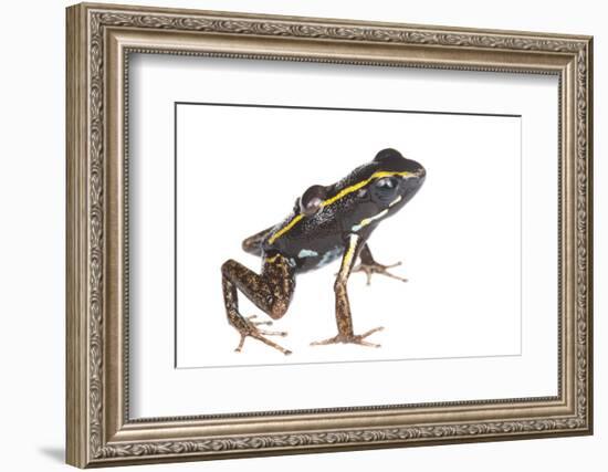 Lovely Poison Frog (Phyllobates Lugubris) Male with a Tadpole, Isla Colon, Panama, June-Jp Lawrence-Framed Photographic Print