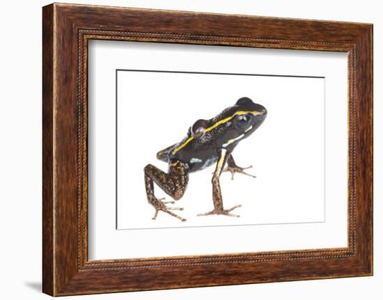 Lovely Poison Frog (Phyllobates Lugubris) Male with a Tadpole, Isla Colon, Panama, June-Jp Lawrence-Framed Photographic Print