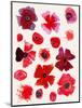 Lovely Poppies Pattern-Cody Alice Moore-Mounted Art Print