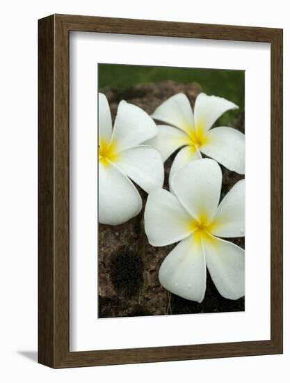 Lovely tropical blossoms in the South Pacific.-Jerry Ginsberg-Framed Photographic Print