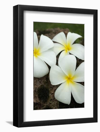 Lovely tropical blossoms in the South Pacific.-Jerry Ginsberg-Framed Photographic Print