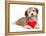 Lover Valentine Chocolate Havanese-mdorottya-Framed Premier Image Canvas