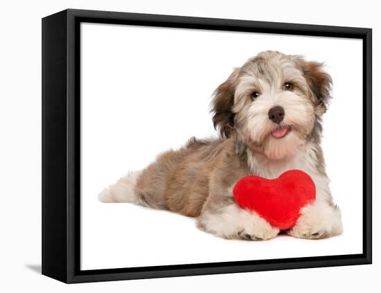 Lover Valentine Chocolate Havanese-mdorottya-Framed Premier Image Canvas