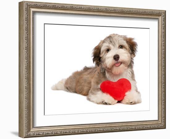 Lover Valentine Chocolate Havanese-mdorottya-Framed Photographic Print