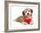 Lover Valentine Chocolate Havanese-mdorottya-Framed Photographic Print