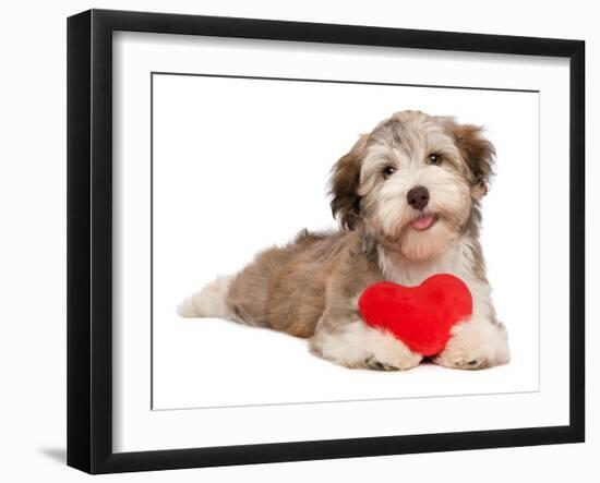 Lover Valentine Chocolate Havanese-mdorottya-Framed Photographic Print