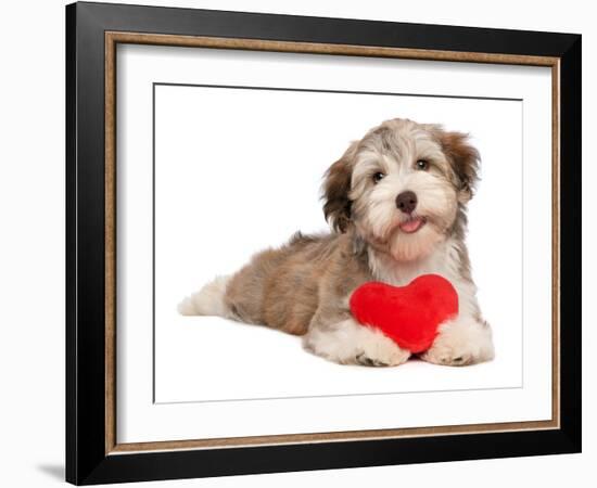 Lover Valentine Chocolate Havanese-mdorottya-Framed Photographic Print