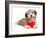 Lover Valentine Chocolate Havanese-mdorottya-Framed Photographic Print