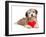 Lover Valentine Chocolate Havanese-mdorottya-Framed Photographic Print