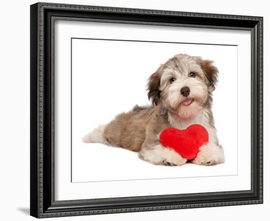 Lover Valentine Chocolate Havanese-mdorottya-Framed Photographic Print