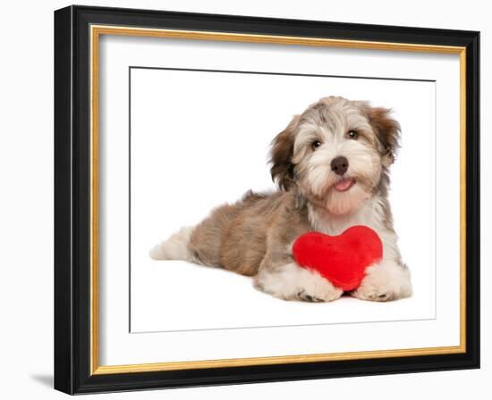 Lover Valentine Chocolate Havanese-mdorottya-Framed Photographic Print