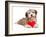 Lover Valentine Chocolate Havanese-mdorottya-Framed Photographic Print