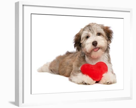 Lover Valentine Chocolate Havanese-mdorottya-Framed Photographic Print