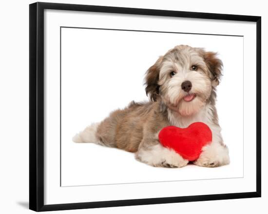 Lover Valentine Chocolate Havanese-mdorottya-Framed Photographic Print