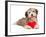 Lover Valentine Chocolate Havanese-mdorottya-Framed Photographic Print