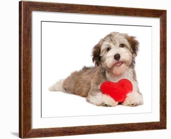 Lover Valentine Chocolate Havanese-mdorottya-Framed Photographic Print