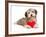 Lover Valentine Chocolate Havanese-mdorottya-Framed Photographic Print