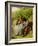 Lovers, 1855 (Oil on Board)-William Powell Frith-Framed Giclee Print