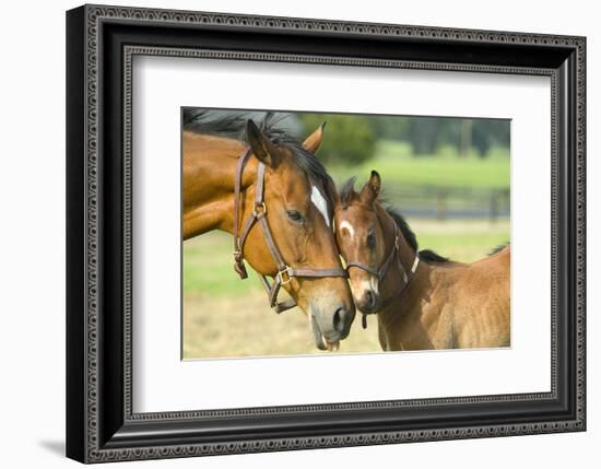 Loving Mare and Foal-null-Framed Premium Giclee Print