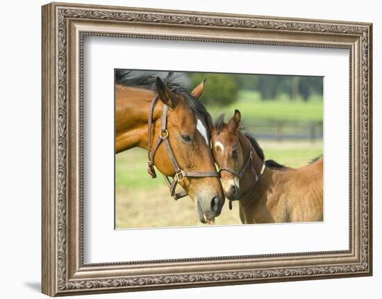 Loving Mare and Foal--Framed Art Print