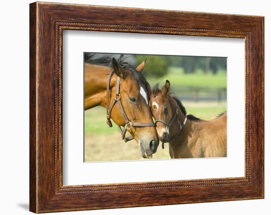 Loving Mare and Foal-null-Framed Art Print