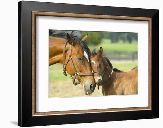 Loving Mare and Foal-null-Framed Art Print