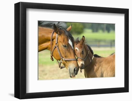 Loving Mare and Foal--Framed Art Print