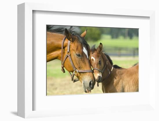 Loving Mare and Foal-null-Framed Art Print