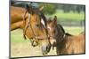 Loving Mare and Foal-null-Mounted Art Print