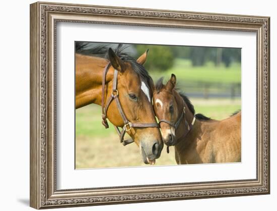 Loving Mare and Foal-null-Framed Art Print