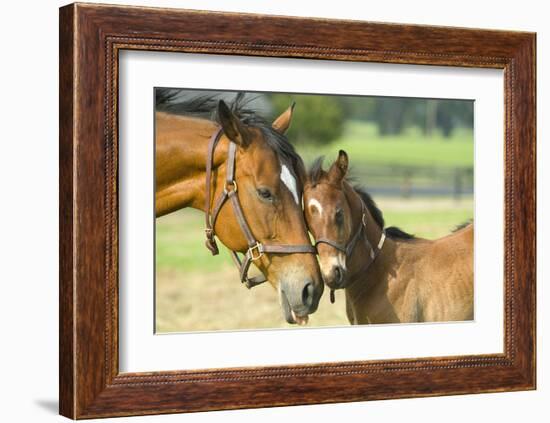 Loving Mare and Foal-null-Framed Art Print