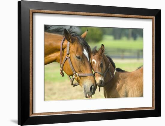 Loving Mare and Foal-null-Framed Art Print