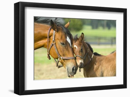 Loving Mare and Foal-null-Framed Art Print