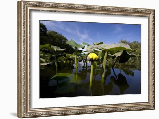 Low Angle Portrait Of A Water Lily Flower In The Waters Of The Blackwater Wildlife Refuge, Maryland-Karine Aigner-Framed Photographic Print