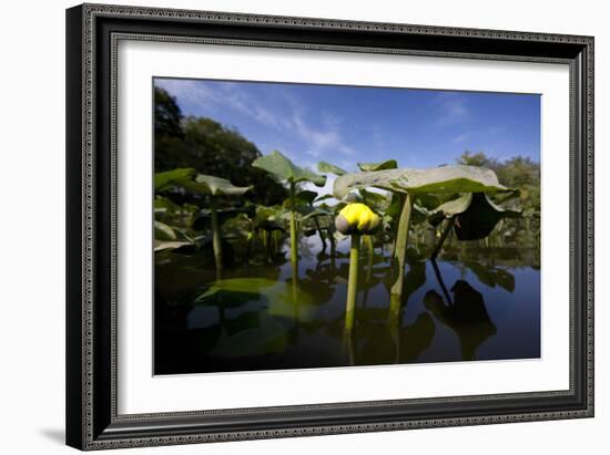 Low Angle Portrait Of A Water Lily Flower In The Waters Of The Blackwater Wildlife Refuge, Maryland-Karine Aigner-Framed Photographic Print