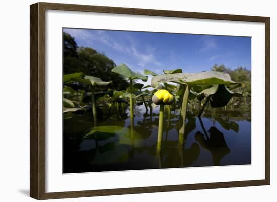Low Angle Portrait Of A Water Lily Flower In The Waters Of The Blackwater Wildlife Refuge, Maryland-Karine Aigner-Framed Photographic Print