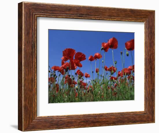 Low Angle View Close-Up of Red Poppies in Flower in a Field in Cambridgeshire, England, UK-Mawson Mark-Framed Photographic Print