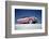 Low-Angle View of a 1954 Ford Fairlane Automobile-Yale Joel-Framed Photographic Print