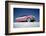 Low-Angle View of a 1954 Ford Fairlane Automobile-Yale Joel-Framed Photographic Print