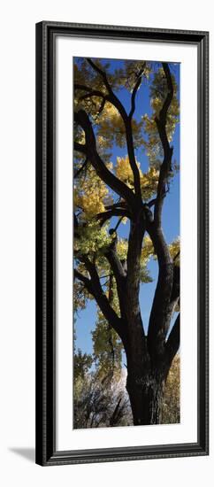 Low angle view of a cottonwood tree, New Mexico, USA-null-Framed Photographic Print