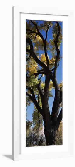 Low angle view of a cottonwood tree, New Mexico, USA-null-Framed Photographic Print